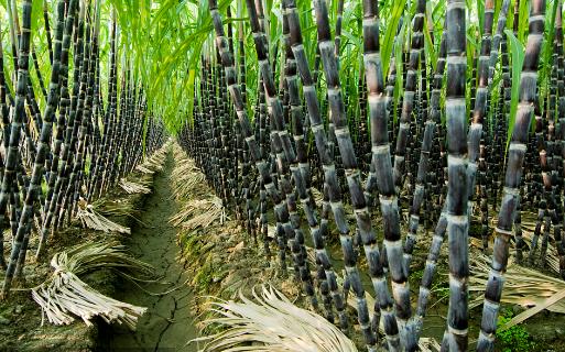 3種被外國(guó)人深深誤解的中國(guó)水果！西瓜排第1名，網(wǎng)友：心疼