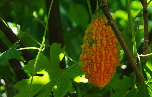 3種被外國(guó)人深深誤解的中國(guó)水果！西瓜排第1名，網(wǎng)友：心疼