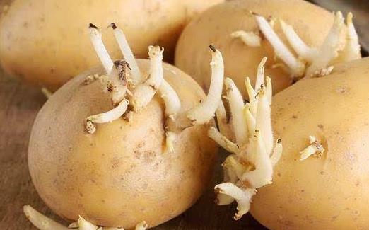 食材養生但也可能傷身 廚房里的10大有毒食物