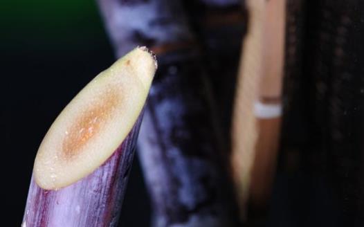 食材養生但也可能傷身 廚房里的10大有毒食物