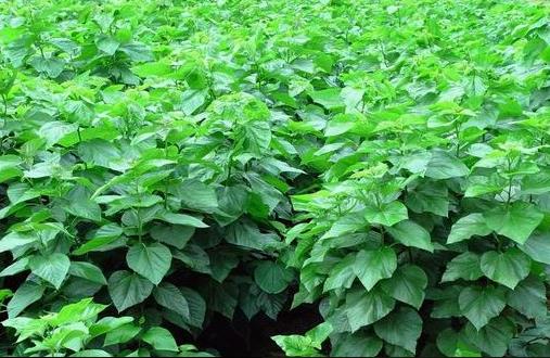 桑屬于最常用的中草藥之一 桑樹各部分的藥用價值