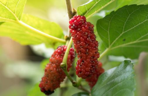 桑屬于最常用的中草藥之一 桑樹各部分的藥用價值