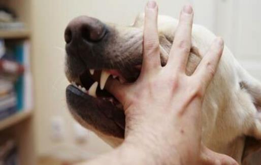 認(rèn)識狂犬病，多一份認(rèn)知就少點恐慌。