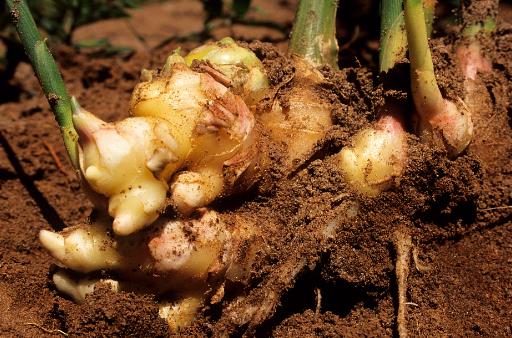 生姜對我們身體有哪些好處