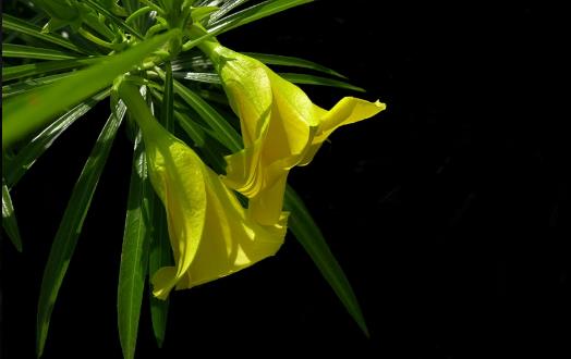 毒藥用途廣泛 世界古今最全毒藥大全