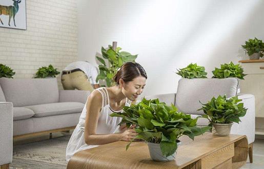 甲醛危害健康 室內除甲醛的方法及優劣