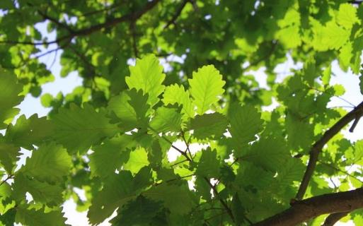 驢友們一定要認識的六種救命草