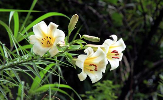 驢友們一定要認識的六種救命草