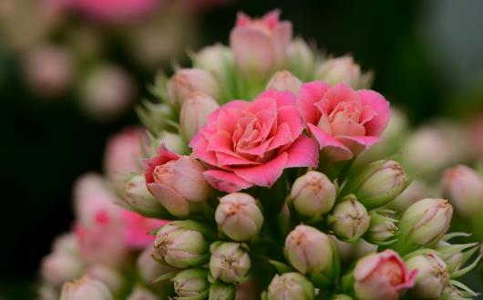 鮮花是高雅禮物 花卉在禮儀交往中的應用形式