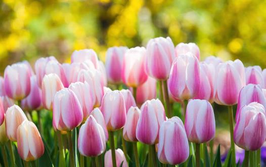 被譽為世界花后的郁金香 郁金香的象征意義及花語