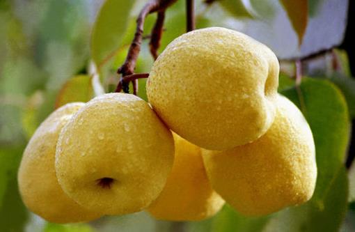 卵巢是女性重要的一個部位，卵巢衰老的話，女人的容顏也