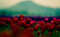 被譽為世界花后的郁金香 郁金香的象征意義及花語