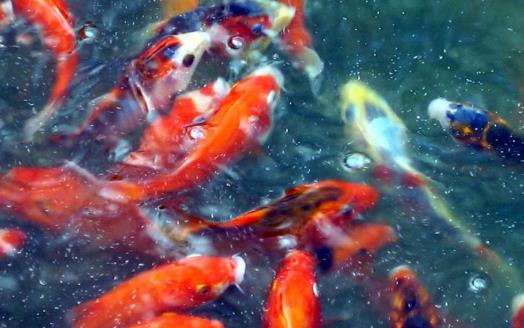 不同的觀賞魚有不同的意義 觀賞魚飼養方法