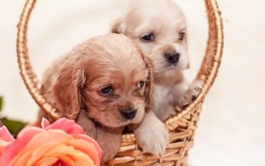 你的狗鼻子干了應該擔心 鼻子干往往是生病的前兆