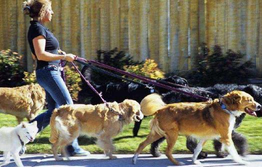 養寵物狗狗 狗狗項圈的使用方法與選購原則