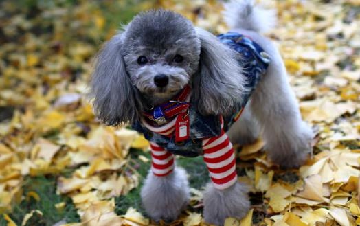 養寵物狗狗 狗狗項圈的使用方法與選購原則