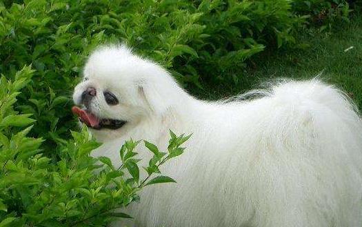 長不大又好養的狗狗品種 小型寵物狗品種推薦