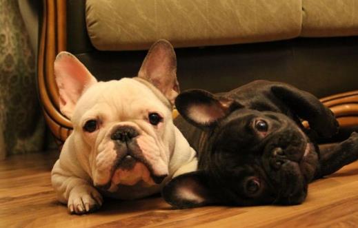 長不大又好養的狗狗品種 小型寵物狗品種推薦