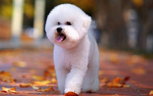 長不大又好養的狗狗品種 小型寵物狗品種推薦