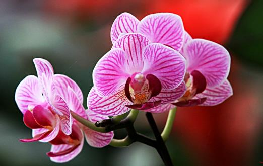 畏寒花卉春季出室的經驗 掌握花卉的生長規律是關鍵