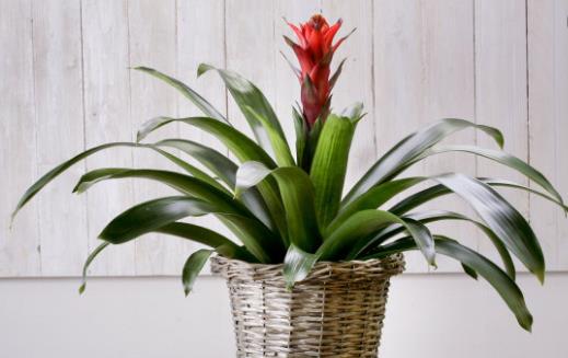 畏寒花卉春季出室的經驗 掌握花卉的生長規律是關鍵