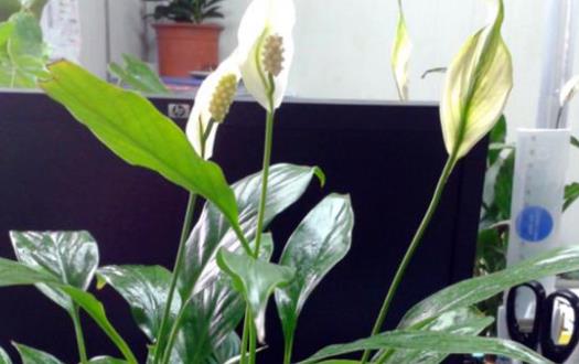 家庭養花施肥不當至花卉死亡 盆花施肥的要求