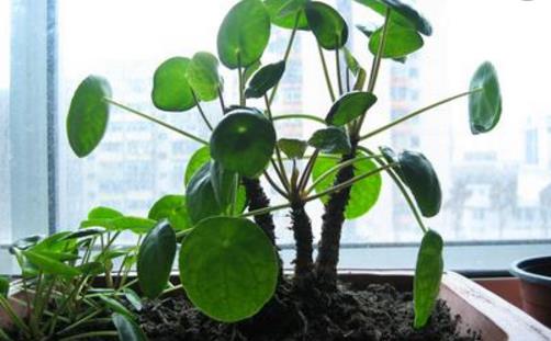 家庭養花施肥不當至花卉死亡 盆花施肥的要求