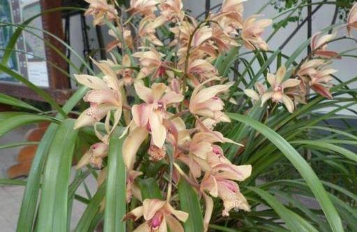 養蘭花甚佳的基質 蘭花爆盆枝葉蹭蹭長