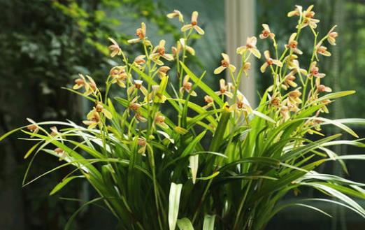 養蘭花甚佳的基質 蘭花爆盆枝葉蹭蹭長