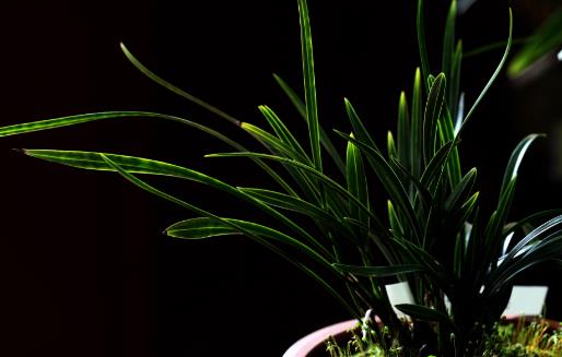 養蘭花甚佳的基質 蘭花爆盆枝葉蹭蹭長