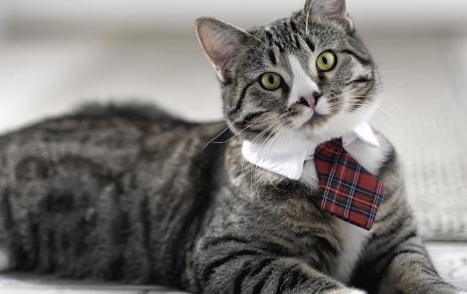 寵物貓咪不喜歡喝水不一定是病 這六種方法拯救你