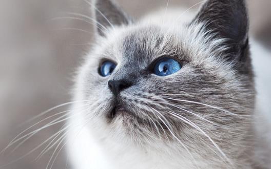 寵物貓咪不喜歡喝水不一定是病 這六種方法拯救你