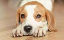 你的狗鼻子干了應(yīng)該擔(dān)心 鼻子干往往是生病的前兆