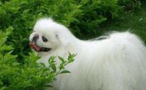 長不大又好養的狗狗品種 小型寵物狗品種推薦