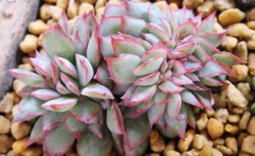 家庭養(yǎng)花:多肉黑腐潛伏期及防治方法