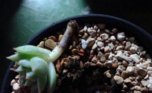 家庭養(yǎng)花:多肉黑腐潛伏期及防治方法