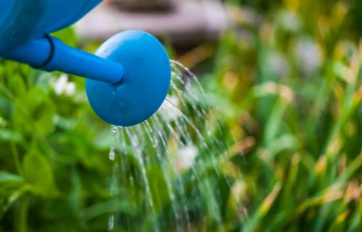 養花小技巧 啤酒擦拭葉片會更加翠綠并富有光澤