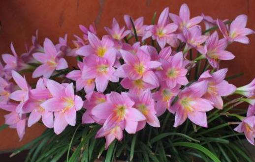 施草木灰對(duì)養(yǎng)花的好處 正確使用草木灰的竅門