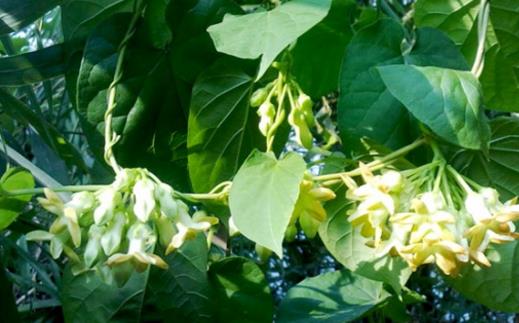 不適合在室內(nèi)種植的植物 人碰觸撫摸它們會(huì)過敏