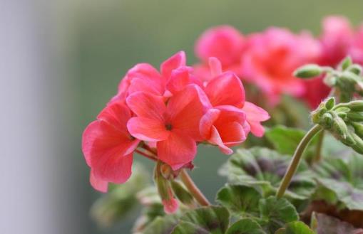 不適合在室內(nèi)種植的植物 人碰觸撫摸它們會(huì)過敏