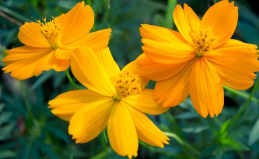 不適合在室內(nèi)種植的植物 人碰觸撫摸它們會(huì)過敏