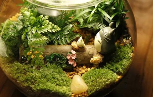 苔蘚微景觀該如何養護