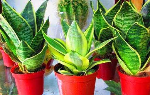 家庭養(yǎng)花:放著也能活的虎皮蘭