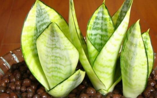 家庭養(yǎng)花:放著也能活的虎皮蘭