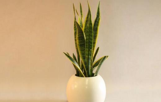 家庭養(yǎng)花:放著也能活的虎皮蘭