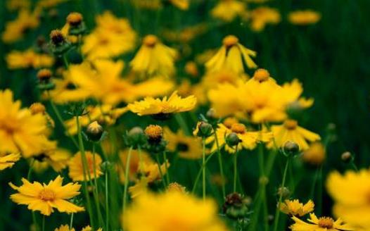 春季養花的六點注意事項