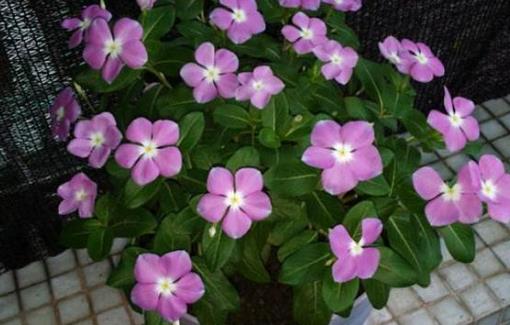 春季養花的六點注意事項