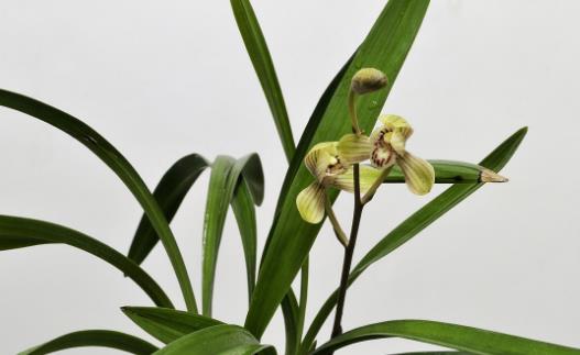 春季養花的六點注意事項