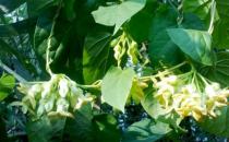 ?不適合在室內種植的植物 人碰觸撫摸它們會過敏