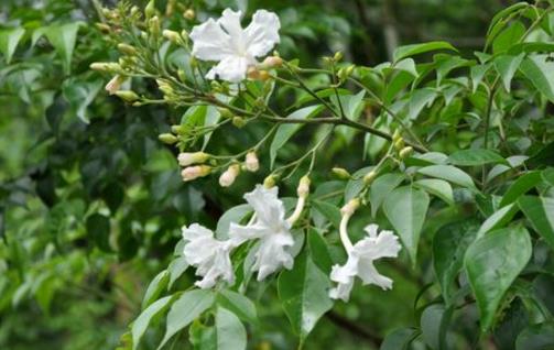 家庭養花：幸福樹的冬季養護